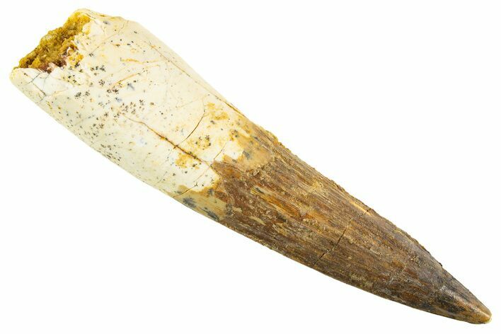 Fossil Spinosaurus Tooth - Restored Tip #343595
